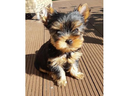 αγαπώντας το Yorkie terrier έτοιμο για υιοθεσία.